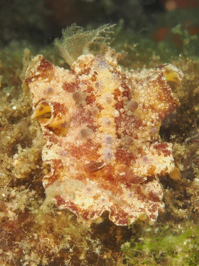 Discodoris cebuensis - Desa Wolwal, Wolwal, Kec. Alor Barat Daya, Kabupaten Alor, Nusa Tenggara Tim., Indonesia