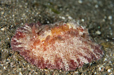 Discodoris cebuensis - Torpedo Alley, South Rinca Island, East Sumba Regency, East Nusa Tenggara, Indonesia
