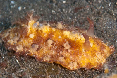 Discodoris cebuensis - Rojos, Bitung City, North Sulawesi, Indonesia