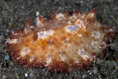 Discodoris cebuensis - Aerprang, Lembeh Strait, Indonesia