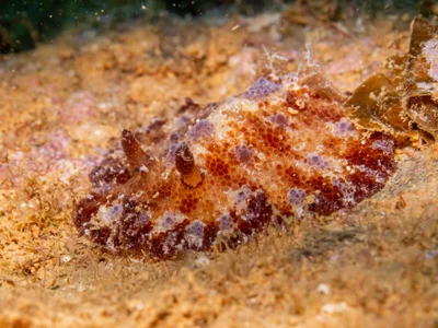 Discodoris cebuensis - Ouémo, Nouméa, Nouvelle-Calédonie