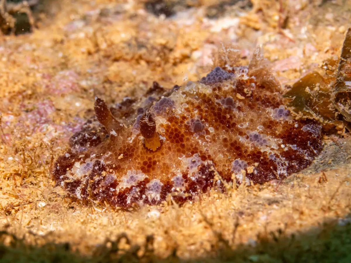 Discodoris cebuensis - Ouémo, Nouméa, Nouvelle-Calédonie