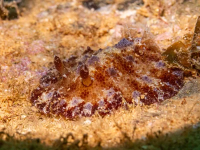 Discodoris cebuensis - Ouémo, Nouméa, Nouvelle-Calédonie