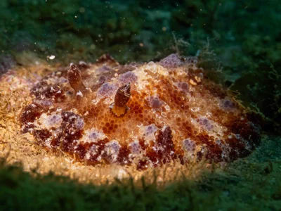 Discodoris cebuensis - Ouémo, Nouméa, Nouvelle-Calédonie