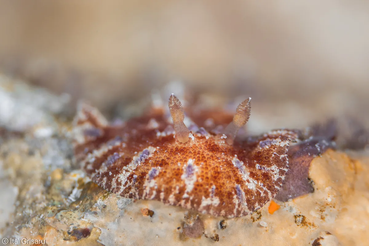 Discodoris cebuensis - Red Sea, Southern District, IL