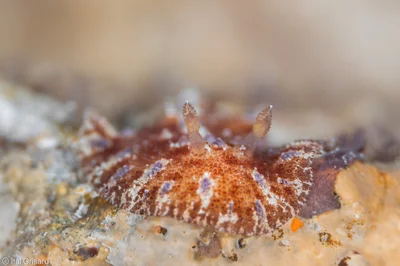Discodoris cebuensis - Red Sea, Southern District, IL