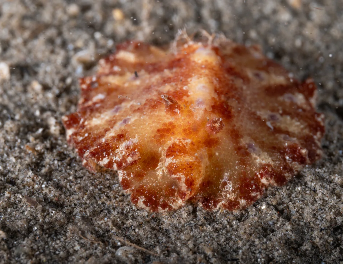 Discodoris cebuensis - Maluay, Zamboanguita, Negros Oriental, Philippines