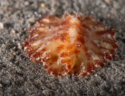 Discodoris cebuensis - Maluay, Zamboanguita, Negros Oriental, Philippines