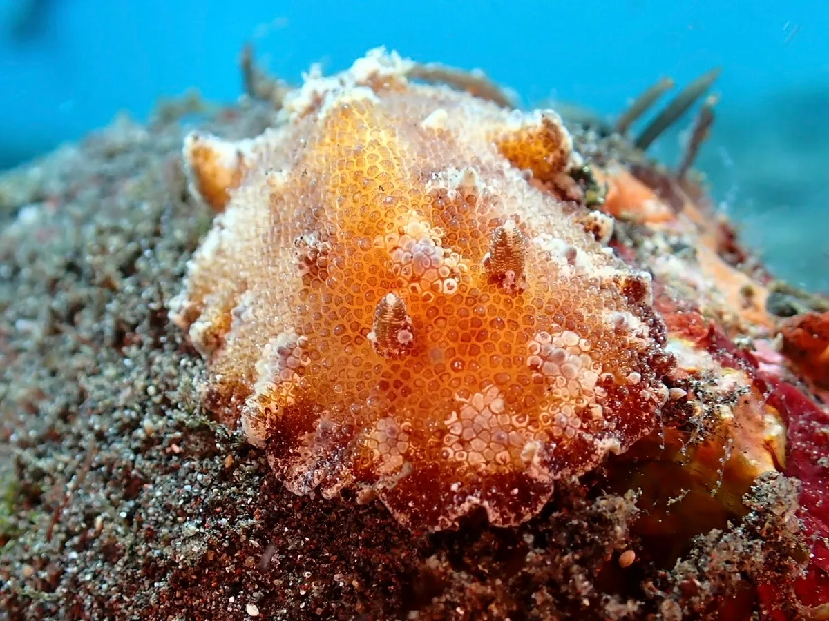 Discodoris cebuensis - Bali Sea, 峇里島, ID