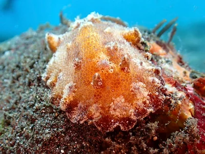 Discodoris cebuensis - Bali Sea, 峇里島, ID