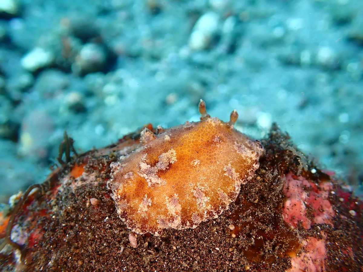 Discodoris cebuensis - Bali Sea, 峇里島, ID