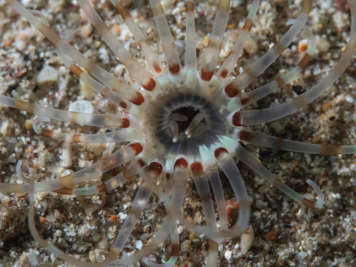 Tube-dwelling Anemones - Arachnanthus lilith