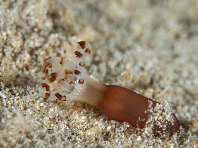 Tube-dwelling Anemone - Arachnanthus lilith