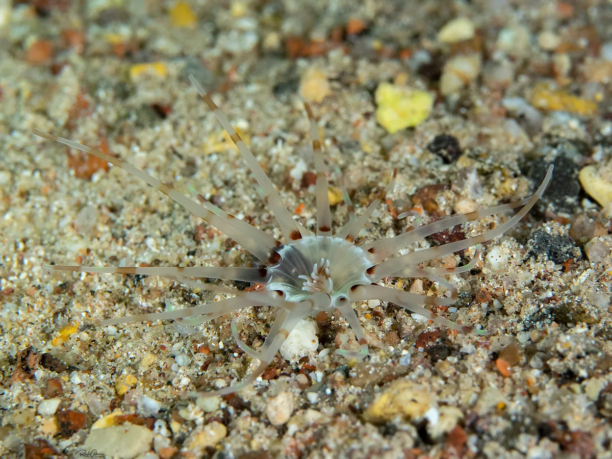 Tube Anemone - Arachnanthus lilith