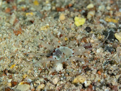 Tube Anemone - Arachnanthus lilith
