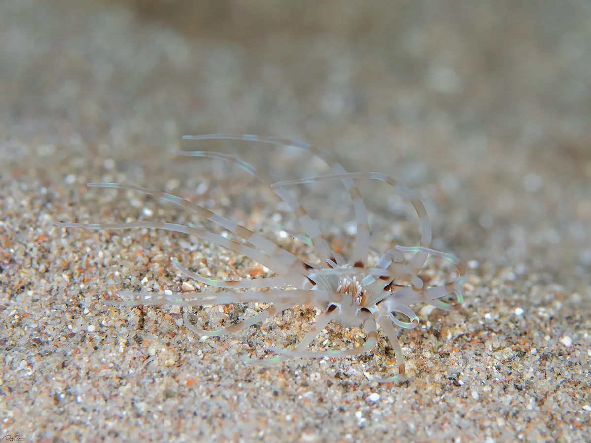Arachnanthus lilith