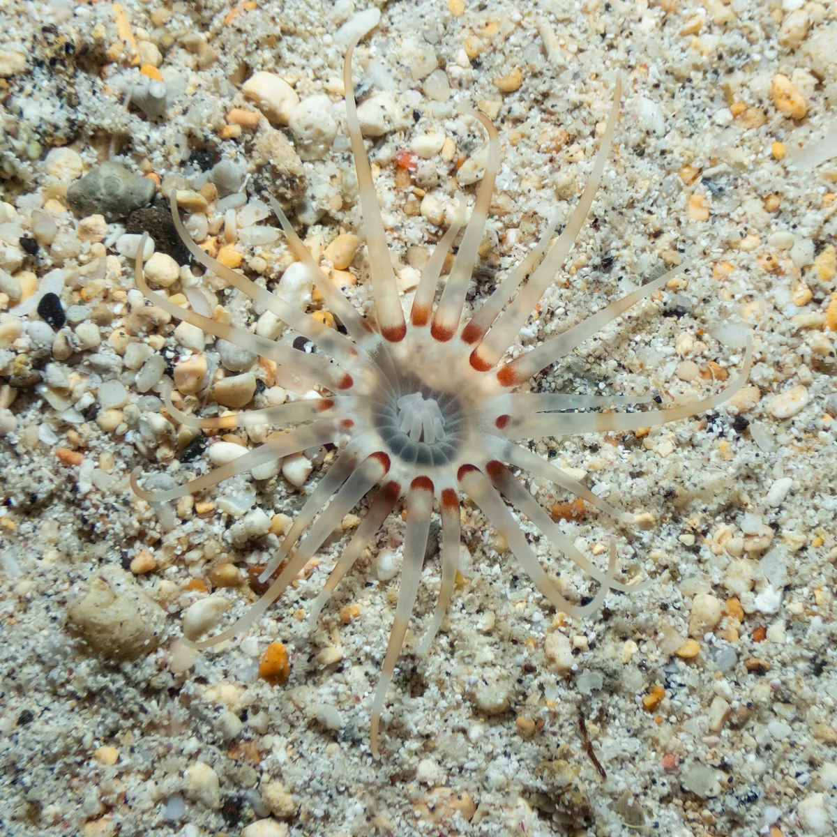 Arachnanthus lilith - Cobbys Corner, Lord Howe Island, New South Wales, Australia
