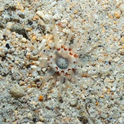 Arachnanthus lilith - Cobbys Corner, Lord Howe Island, New South Wales, Australia