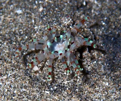 Arachnanthus lilith - Dibab, Rode Zee, EG