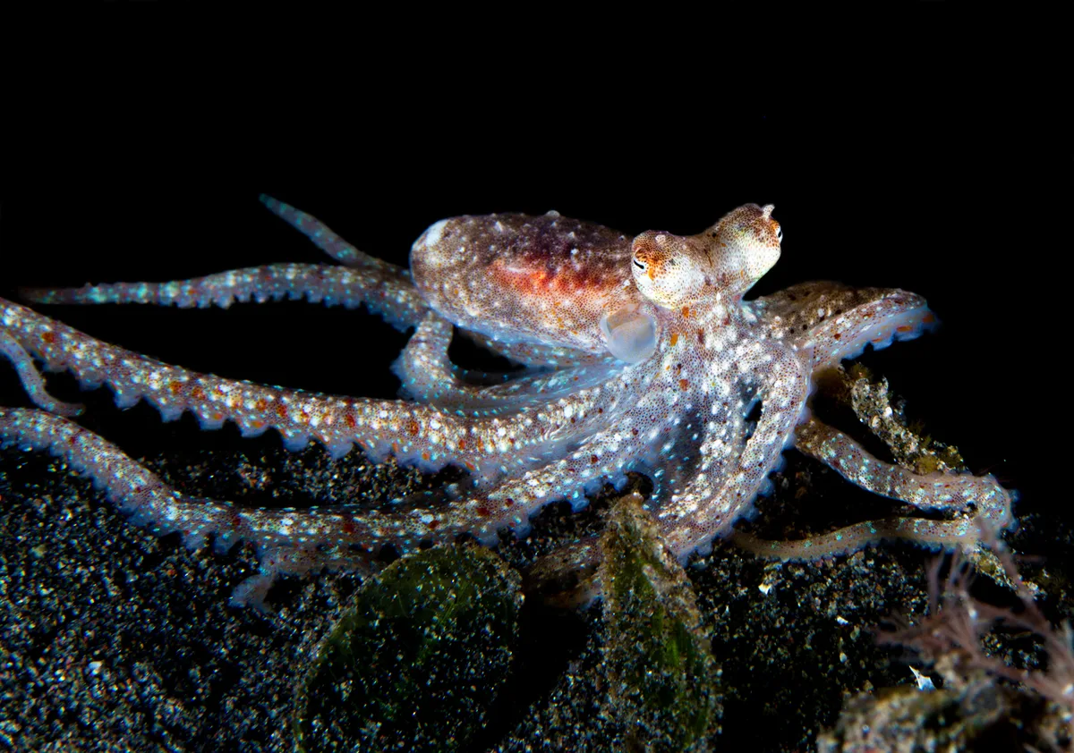 Lilliput Longarm Octopus