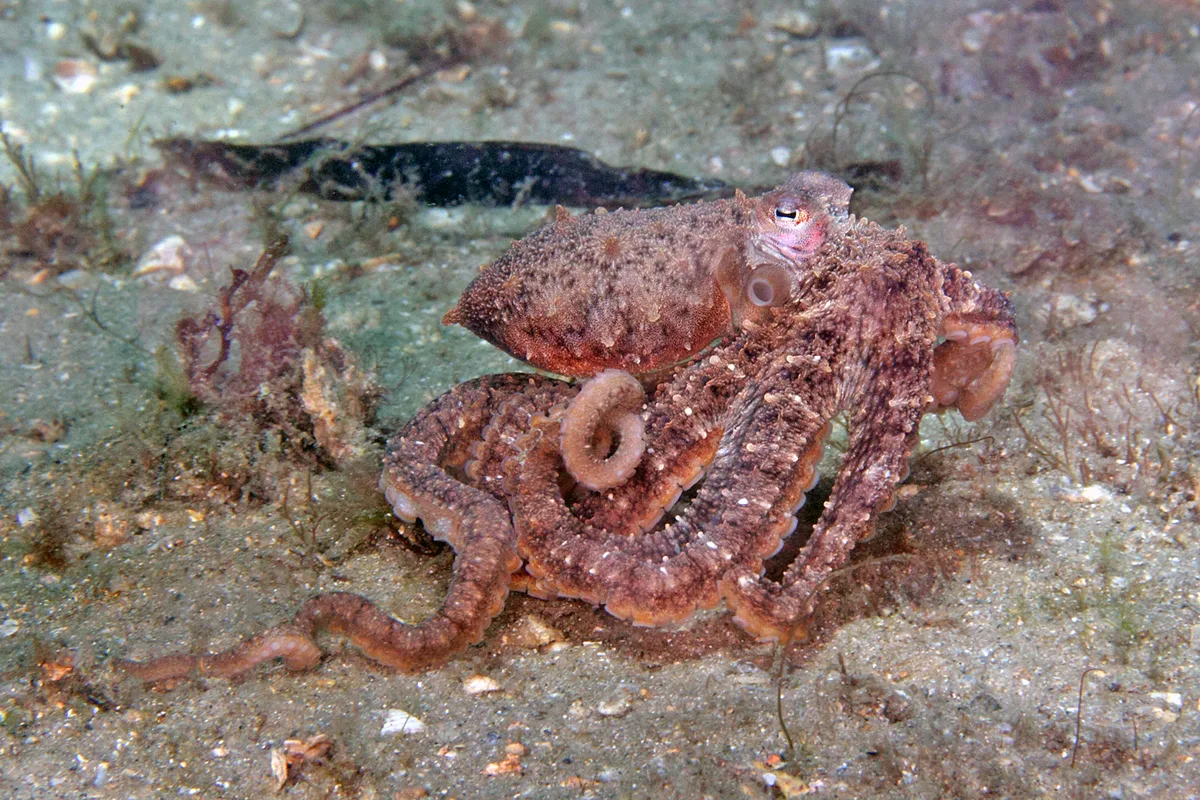 Lilliput Longarm Octopus