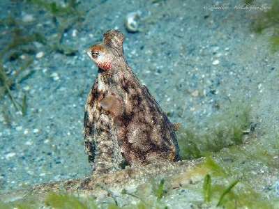 Lilliput Longarm Octopus