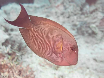 Lined Bristletooth - Ctenochaetus striatus