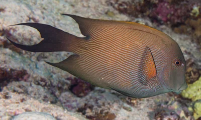 Lined Bristletooth, brown livery - Ctenochaetus striatus