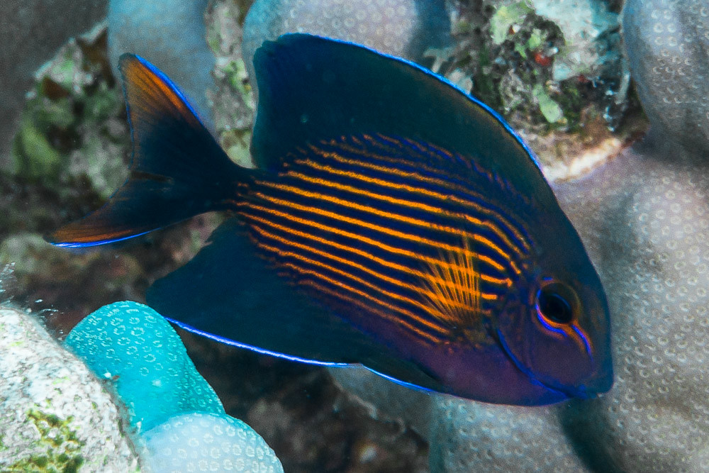 Lined Bristletooth, juvenile - Ctenochaetus striatus