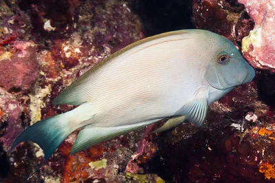 Lined Bristletooth, white livery - Ctenochaetus striatus