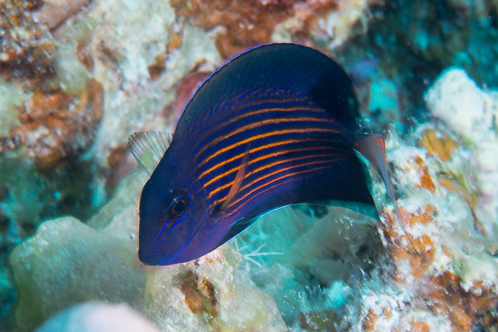 Lined Bristletooth, juvenile - Ctenochaetus striatus
