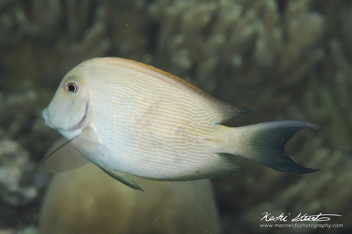 Ctenochaetus striatus 02