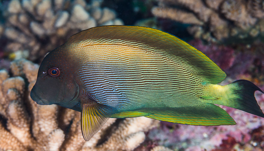 Lined Bristletooth with excitement coloration - Ctenochaetus striatus