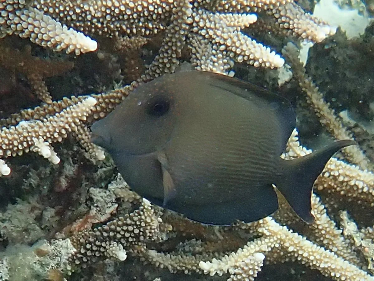 Raja Ampat 2.0 - Yendebabo