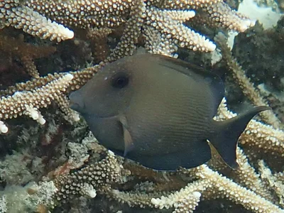 Raja Ampat 2.0 - Yendebabo