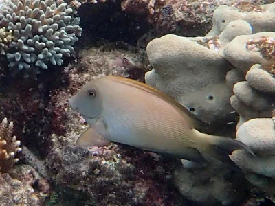 Raja Ampat 2.0 - Yendebabo