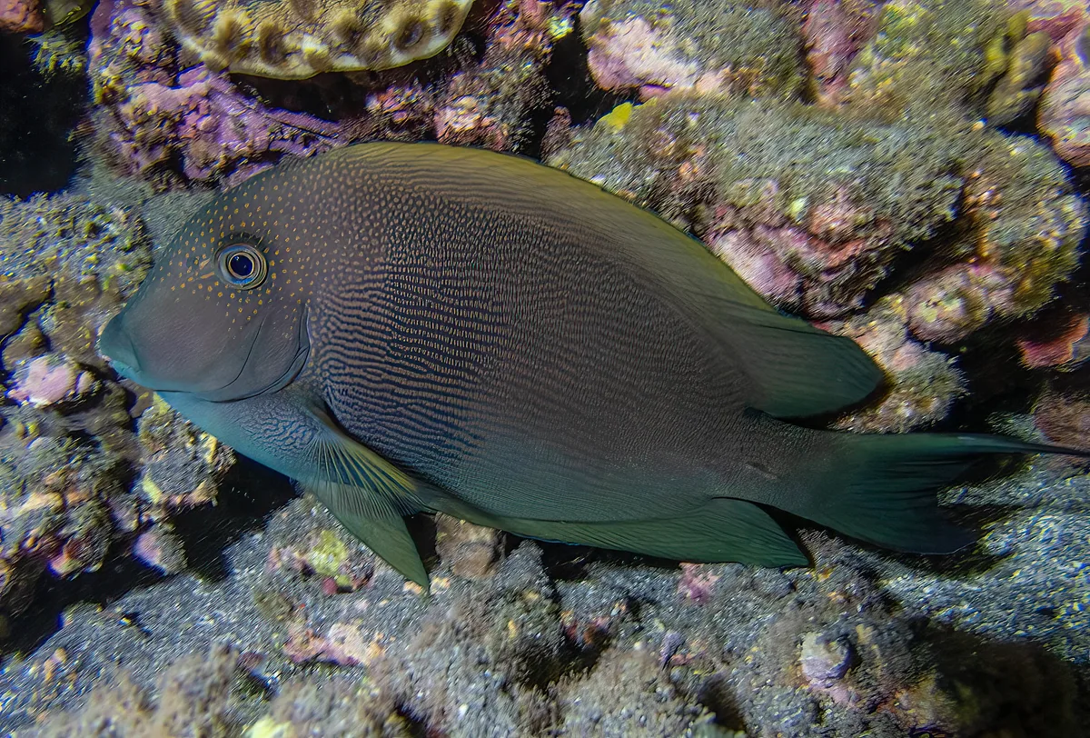 Ctenochaetus striatus