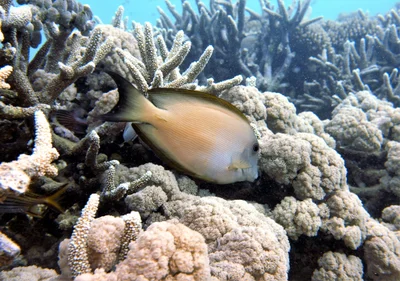Ctenochaetus striatus