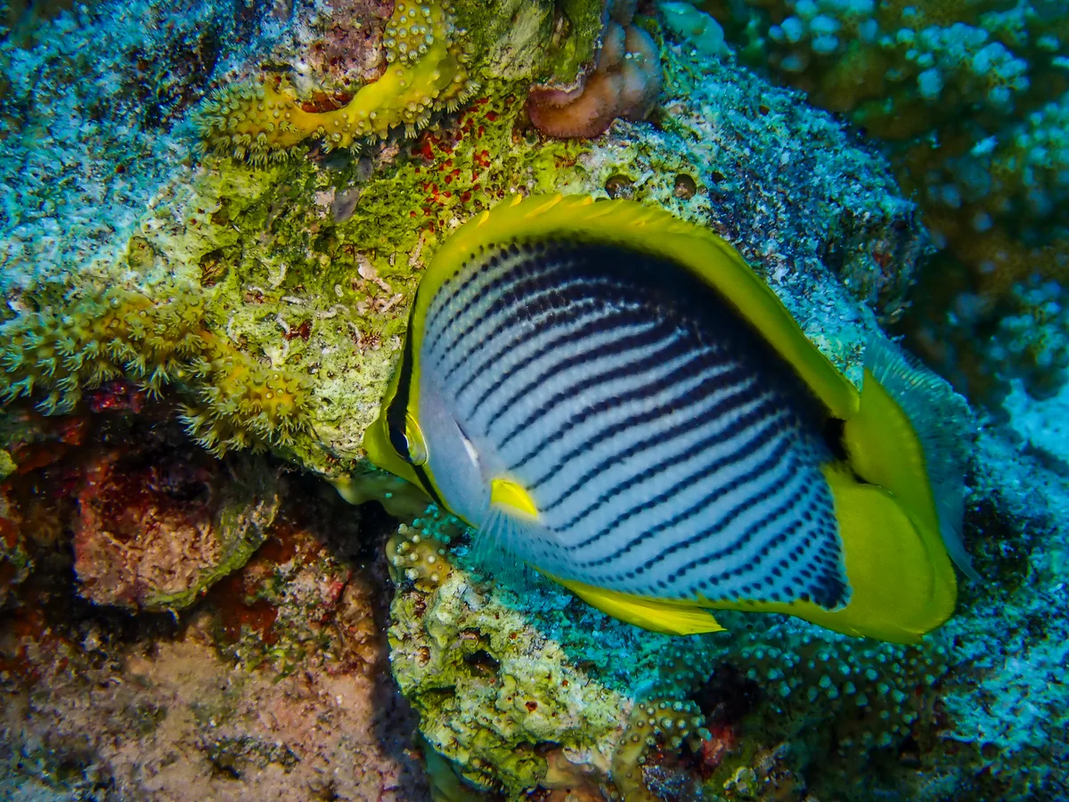 Lined Butterflyfish