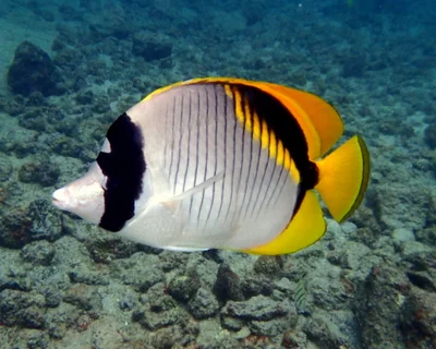 Lined Butterflyfish (Chaetodon lineolatus)