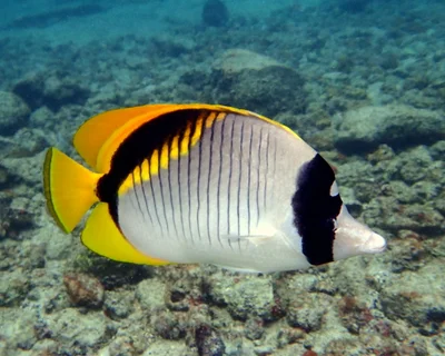 Lined Butterflyfish (Chaetodon lineolatus)