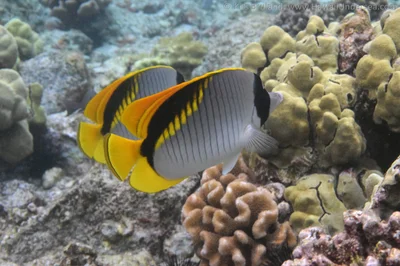 lined butterflyfish: Chaetodon lineolatus