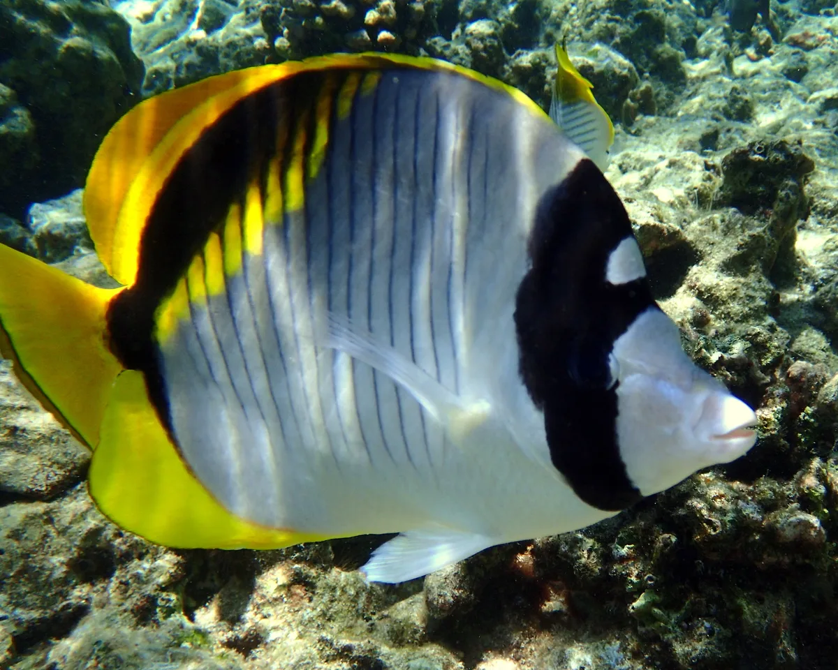 Lined Butterflyfish (Chaetodon lineolatus)