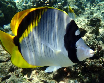Lined Butterflyfish (Chaetodon lineolatus)