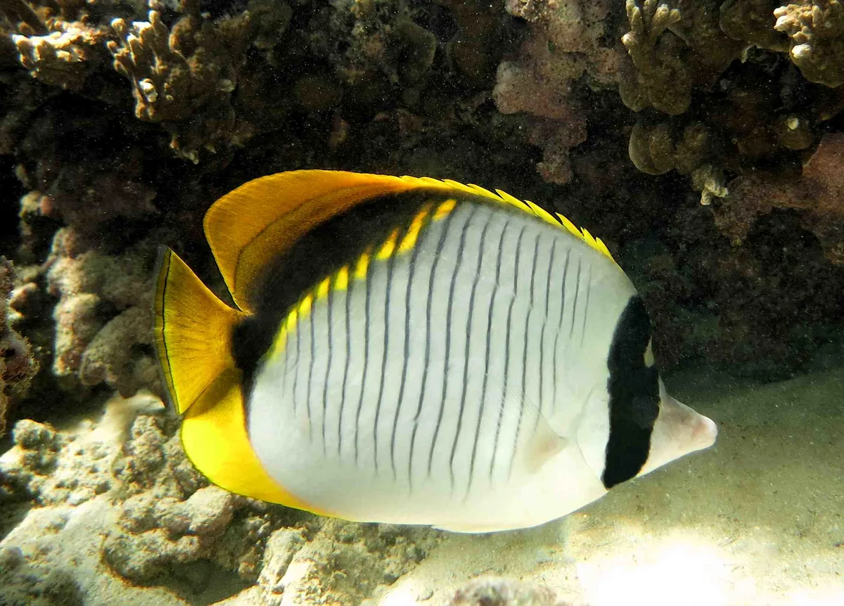 Chaetodon lineolatus (La Saline)