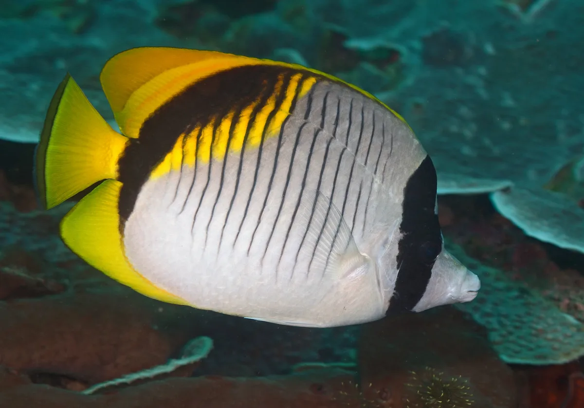 Chaetodon lineolatus 14 7757