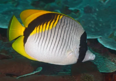 Chaetodon lineolatus 14 7757