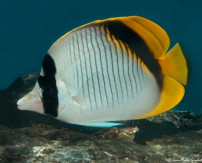 Chaetodon lineolatus