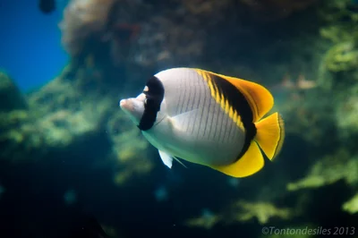 Butterflyfish
