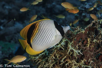 IMG_0710-Marine Life-050517-lined butterflyfish- Chaetodon lineolatus.jpg
